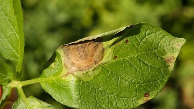 AgriScan: AI-Powered Plant Disease Detection