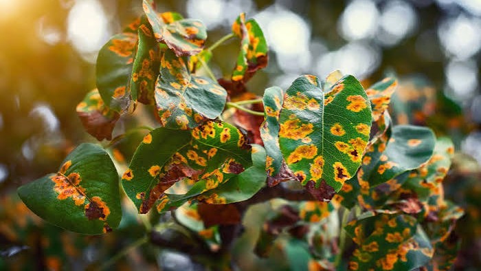 Multi-Task CNN with Self-Attention for Plant & Leaf Disease Classification